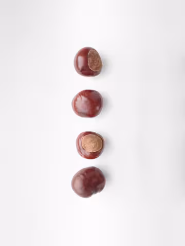 Castagne dell'Appennino e Ricordi di Pavana - Primo incontro con Guccini