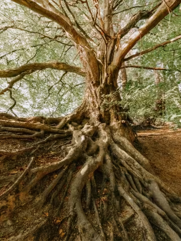 Grande albero secolare con radici profonde e ben visibili sul terreno